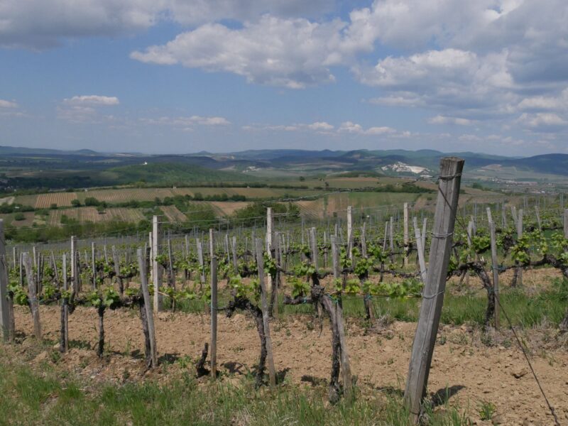 La (Re)naissance du vin de Tokaj