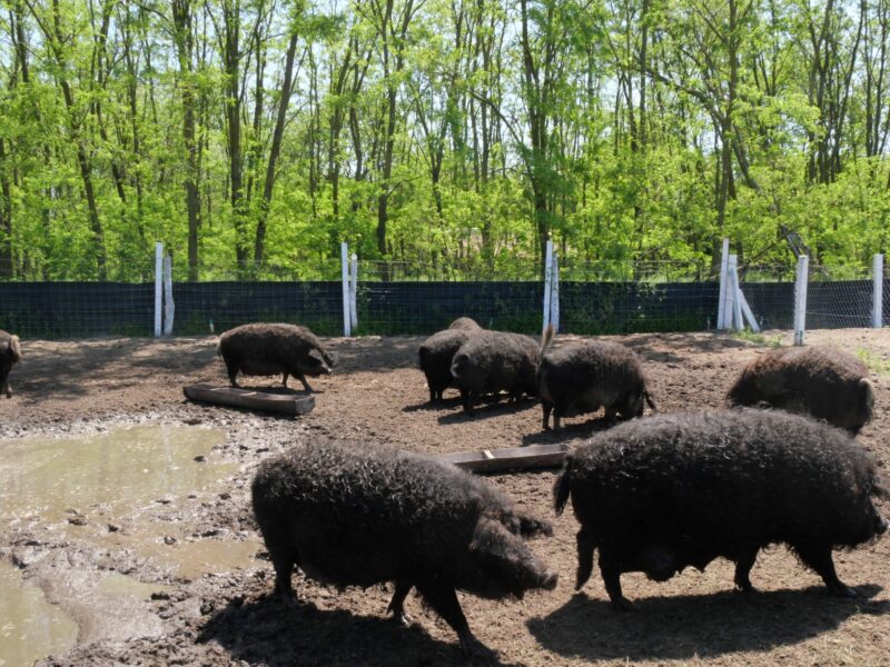 Mangalicas, les cochons chéris de la Hongrie